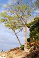árvore raízes em a de praia abstrato foto