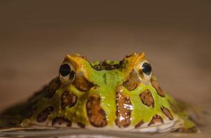 O sapo chifrudo argentino ou sapo-pac-man é a espécie mais comum de sapo chifrudo, proveniente dos campos da argentina, uruguai e brasil. foto