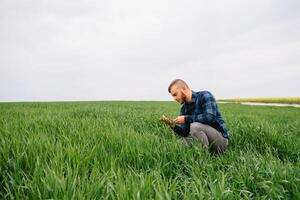 agrônomo com verde trigo dentro mãos. campo do trigo em fundo. foto