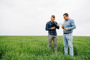 dois agricultor em pé dentro uma trigo campo e olhando às caderno, elas estão examinando corporação. jovem bonito agrônomo. agronegócio conceito. agrícola engenheiro em pé dentro uma trigo campo. foto