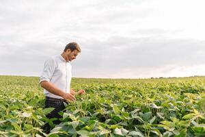 agrônomo inspecionando soja feijão cultivo crescendo dentro a Fazenda campo. agricultura Produção conceito. agronegócio conceito. agrícola engenheiro em pé dentro uma soja campo foto