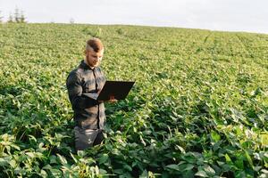 agrônomo inspecionando soja feijão cultivo crescendo dentro a Fazenda campo. agricultura Produção conceito. agronegócio conceito. agrícola engenheiro em pé dentro uma soja campo foto