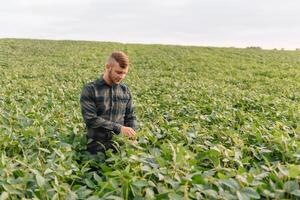 agrônomo inspecionando soja feijão cultivo crescendo dentro a Fazenda campo. agricultura Produção conceito. agronegócio conceito. agrícola engenheiro em pé dentro uma soja campo foto