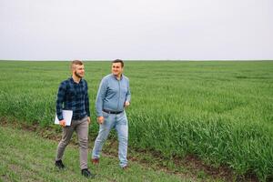 dois agricultores dentro uma campo examinando trigo cortar. foto