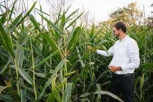 feliz agricultor dentro a campo verificação milho plantas durante uma ensolarado verão dia, agricultura e Comida Produção conceito. foto