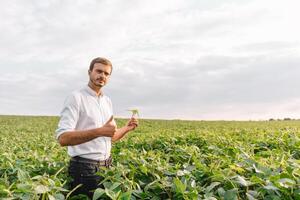 agrônomo inspecionando soja feijão cultivo crescendo dentro a Fazenda campo. agricultura Produção conceito. agronegócio conceito. agrícola engenheiro em pé dentro uma soja campo foto