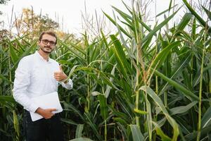 feliz agricultor dentro a campo verificação milho plantas durante uma ensolarado verão dia, agricultura e Comida Produção conceito foto