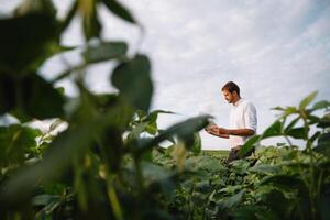 jovem agricultor dentro arquivado examinando soja corporação. ele é polegares acima foto
