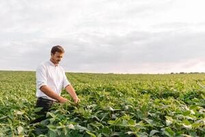 agrônomo inspecionando soja feijão cultivo crescendo dentro a Fazenda campo. agricultura Produção conceito. agronegócio conceito. agrícola engenheiro em pé dentro uma soja campo foto