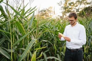 feliz agricultor dentro a campo verificação milho plantas durante uma ensolarado verão dia, agricultura e Comida Produção conceito. foto