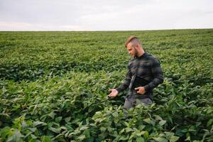 jovem agricultor dentro arquivado examinando soja corporação. ele é polegares acima foto