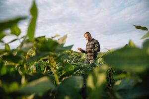 agrônomo inspecionando soja feijão cultivo crescendo dentro a Fazenda campo. agricultura Produção conceito. agronegócio conceito. agrícola engenheiro em pé dentro uma soja campo foto