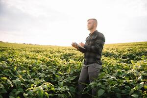 agrônomo inspecionando soja feijão cultivo crescendo dentro a Fazenda campo. agricultura Produção conceito. agronegócio conceito. agrícola engenheiro em pé dentro uma soja campo foto