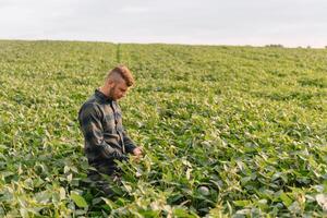 agrônomo inspecionando soja feijão cultivo crescendo dentro a Fazenda campo. agricultura Produção conceito. agronegócio conceito. agrícola engenheiro em pé dentro uma soja campo foto