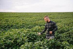 agrônomo inspecionando soja feijão cultivo crescendo dentro a Fazenda campo. agricultura Produção conceito. agronegócio conceito. agrícola engenheiro em pé dentro uma soja campo foto