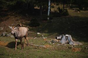 cervo na natureza foto