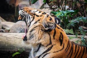 feroz tigre chão fundo preto uma bela luz foto