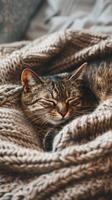 gato cochilando dentro tricotado cobertor foto