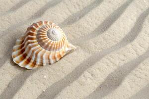 espiralado Concha do mar arenoso textura foto
