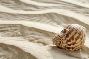 Concha do mar em arenoso de praia textura foto