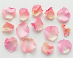 espalhados rosa pétalas em branco foto