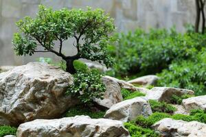 bonsai árvore em rochoso superfície foto