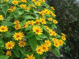 wedelia trilobata a amarelo flores este flor simultaneamente cheio cedo. foto