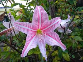 Rosa amaryllis flor floresce dentro a jardim com amaryllis fundo, amaryllis Duplo flores, suave foco foto