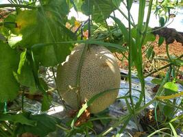 fresco melões ou verde melões ou Cantalupo melões plantas crescendo dentro estufa suportado de corda Melão redes. foto