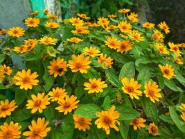 wedelia trilobata a amarelo flores este flor simultaneamente cheio cedo. foto