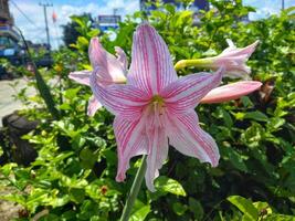 Rosa amaryllis flor floresce dentro a jardim com amaryllis fundo, amaryllis Duplo flores, suave foco foto