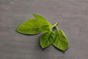 cru verde manjericão folhas tempero foto