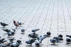 Pombo em pavimentação pedras em mercado quadrado foto