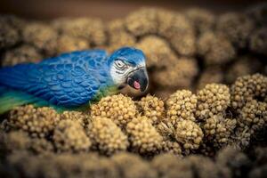 quão caro é uma animal foto