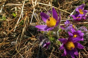 pulsatilla patens floresce dentro a Prado. fechar-se do floração Sonhe Relva foto