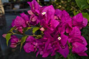 roxa buganvílias flor foto