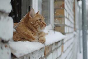 vermelho gato senta em branco tijolo casa janela peitoril. foto