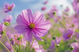 lindo Rosa cosmos flor campo dentro jardim com embaçado fundo e suave luz solar foto