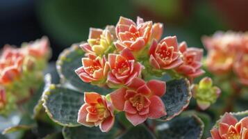 kalanchoe esplendor uma guia para a vibrante mundo do suculento beleza foto