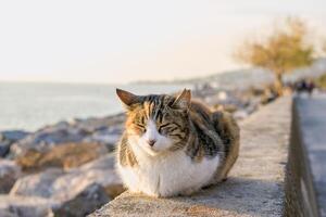 rua gato do casco de tartaruga cor é sentado em aterro perto para mar dentro Istambul, peru. animal retrato. foto