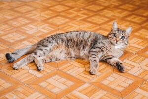 lindo curto cabelos malhado gato é deitado em uma chão às lar. doméstico gato dentro real vida. foto