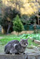 cinzento malhado curto cabelos sem teto gato é caminhando em uma rua dentro Istambul, peru. foto