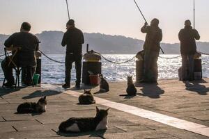 Istambul, Peru - dezembro 29, 2023. nascer do sol, pescadores, gatos em bósforo estreito. foto