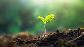 uma pequeno plantar brotando a partir de a terra foto