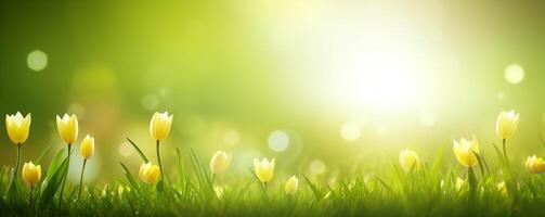 Beijado pelo sol, ensolarado amarelo tulipas em uma verde campo, Primavera natureza bandeira fundo foto