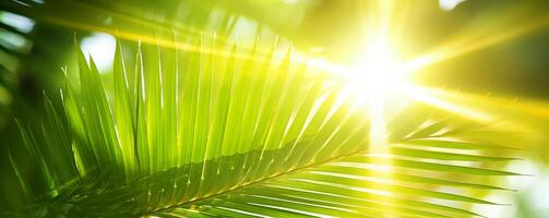 verde Palma frondes bandeira com luz solar para período de férias fundo foto