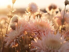pastel dália flores encharcado acima a caloroso brilho do uma verão pôr do sol foto