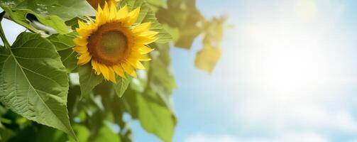 majestoso girassol bandeira com vibrante floresce contra uma azul céu foto