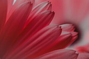 lindo vermelho flor pétalas dentro primavera, vermelho fundo foto