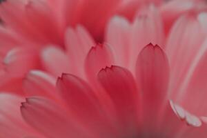 lindo vermelho flor pétalas dentro primavera, vermelho fundo foto